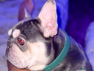 French Bulldog dogs in London - Advert 9