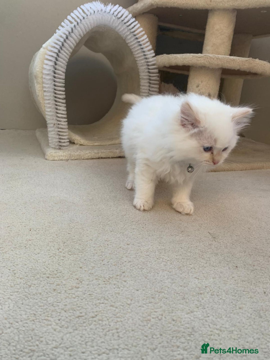 Ragdoll cats for sale: 100% Pure ragdoll kittens - Advert 12