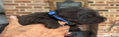 Cockapoo 1