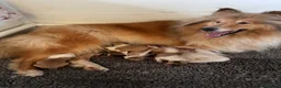 Rough Collie dogs for sale: KC Registered sable and white rough collie puppies - Advert 4