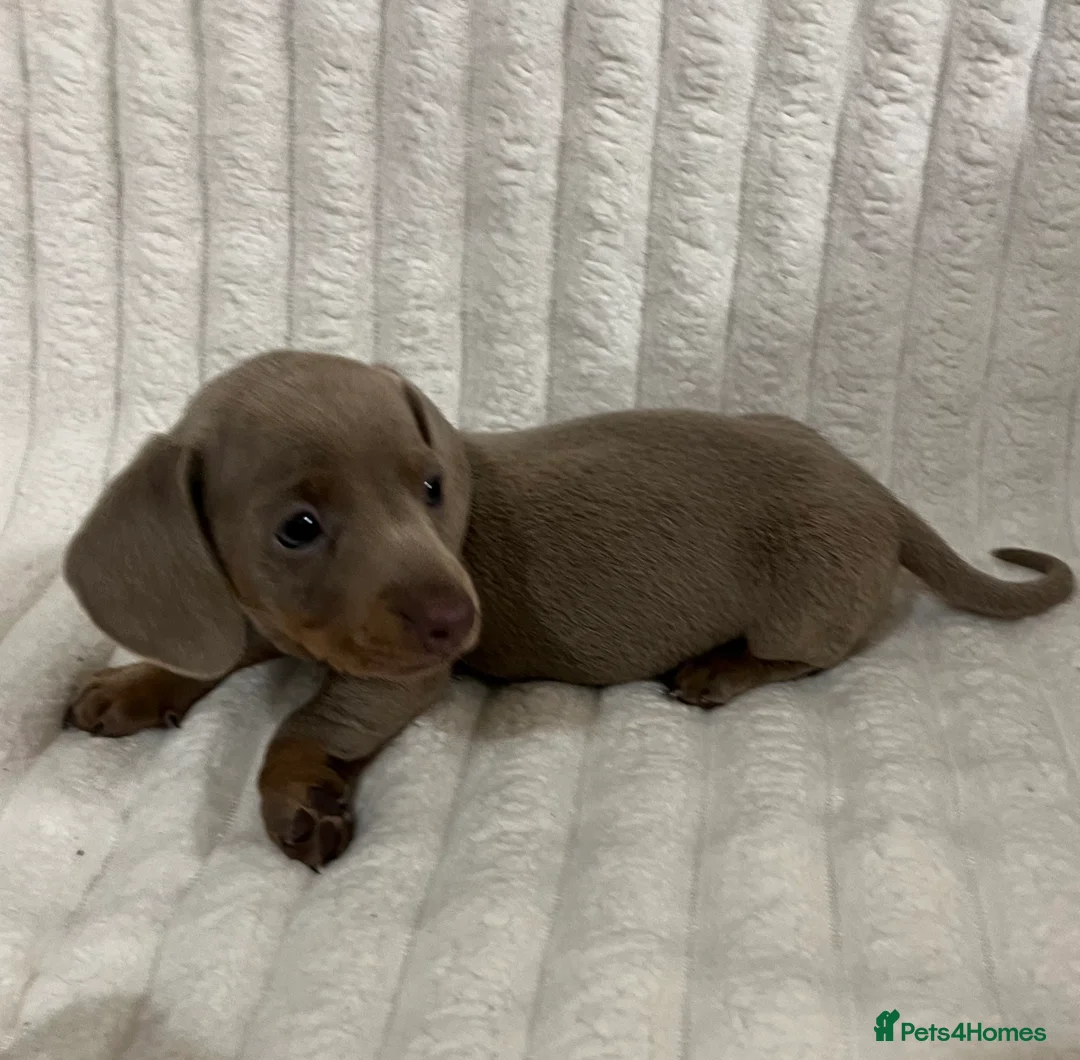 Miniature Dachshund dogs for sale: Stunning Isabella mini dachshund puppies - Advert 14