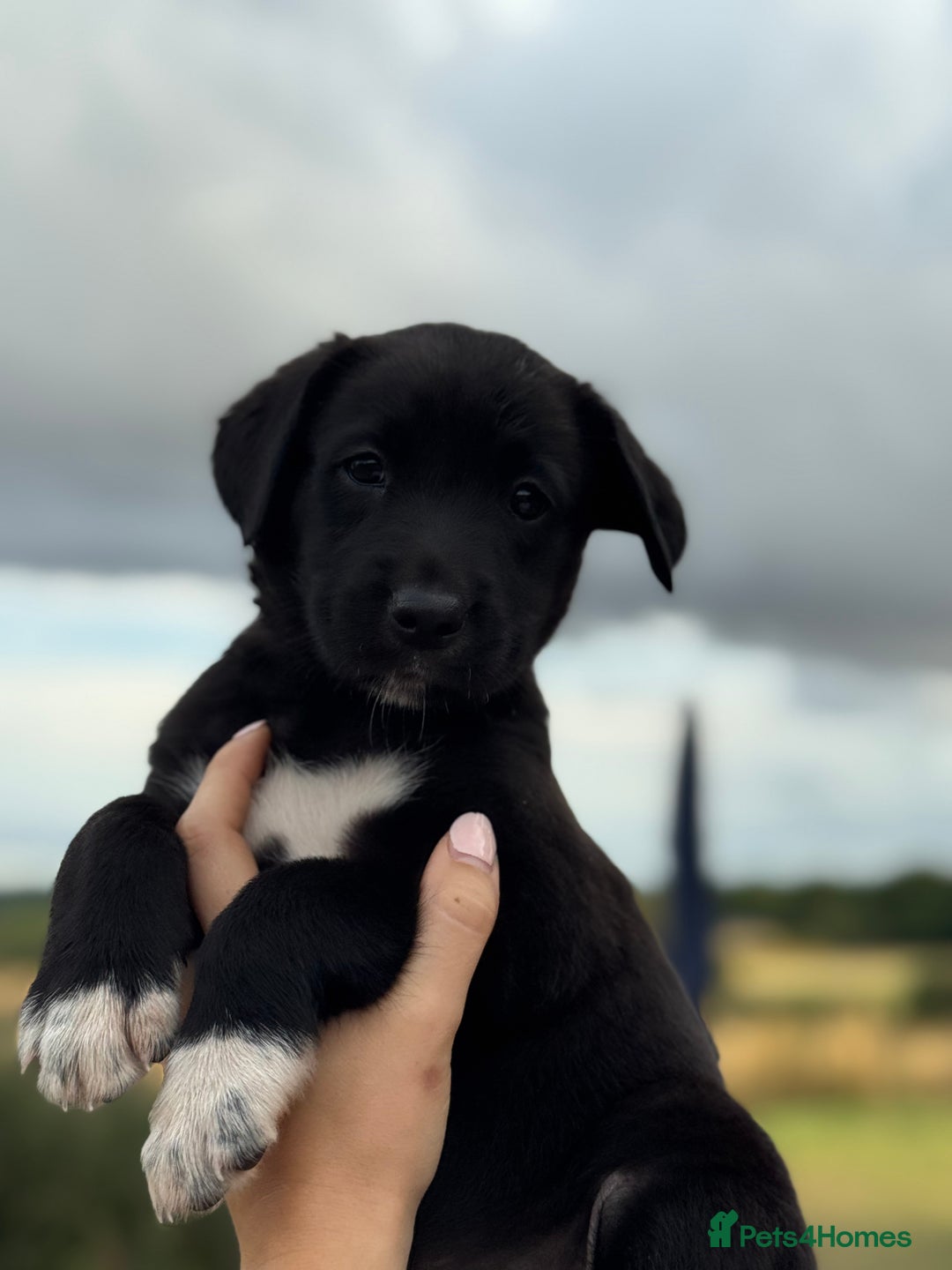 Borador dogs for sale: Beautiful intelligent Borderdors for sale  - Image 12