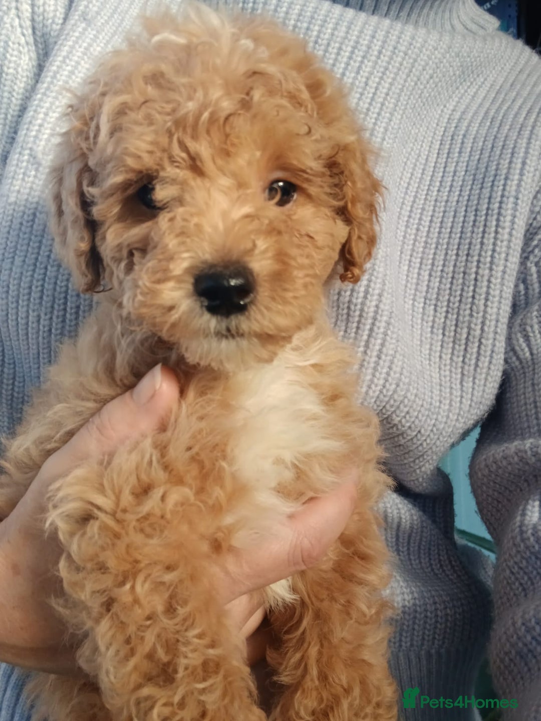 Goldendoodle dogs for sale: Mini Goldendoodle boy - Advert 7