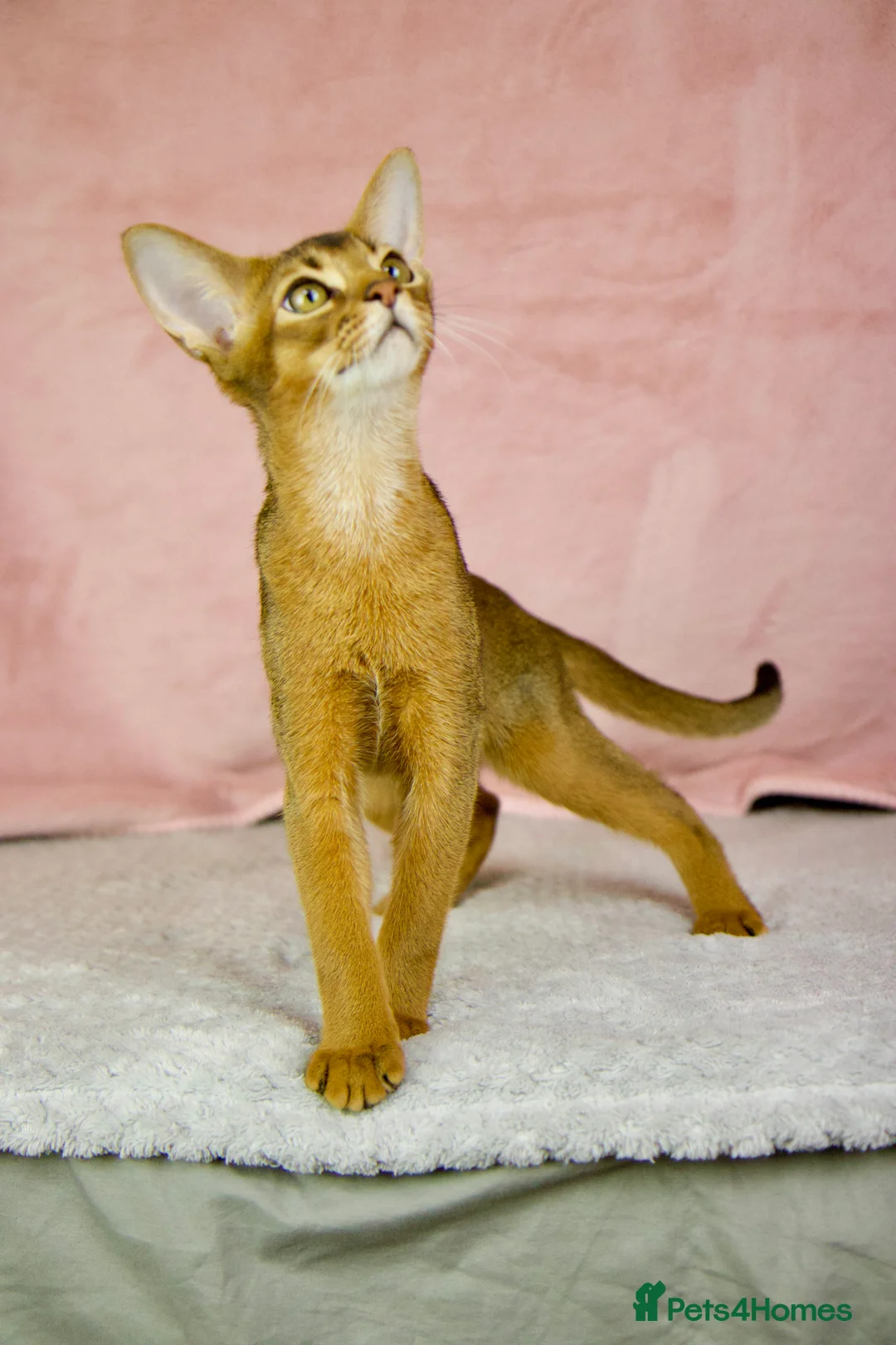 Abyssinian cats for sale: One boy left🤎Raised with Love Abyssinian Kittens - Advert 25