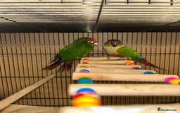Budgerigars birds for sale: Beautiful Red Crown Conure for sale!!!  - Image 1