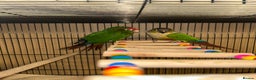 Budgerigars birds for sale: Beautiful Red Crown Conure for sale!!!  - Advert 1