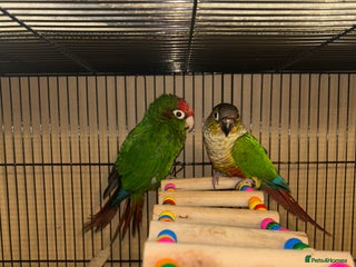 Budgerigars birds - Advert 1