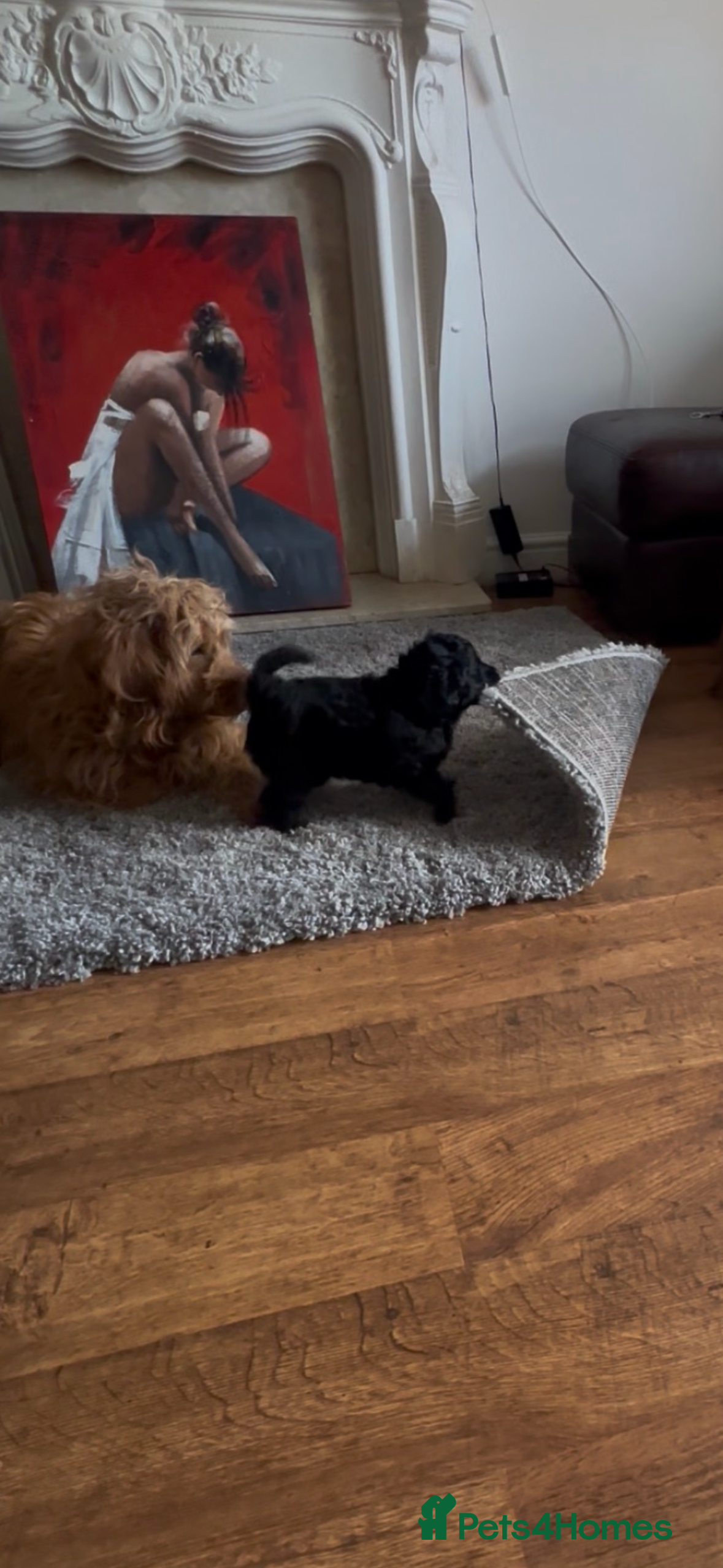 Labradoodle dogs Stunning small labradoodle  - Advert 2