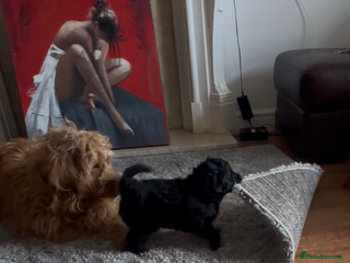 Labradoodle dogs Stunning small labradoodle - Advert 3