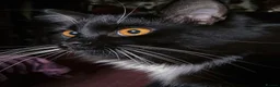 Mixed Breed cats for sale: 4Yr Male Maine Coon mix - Advert 6