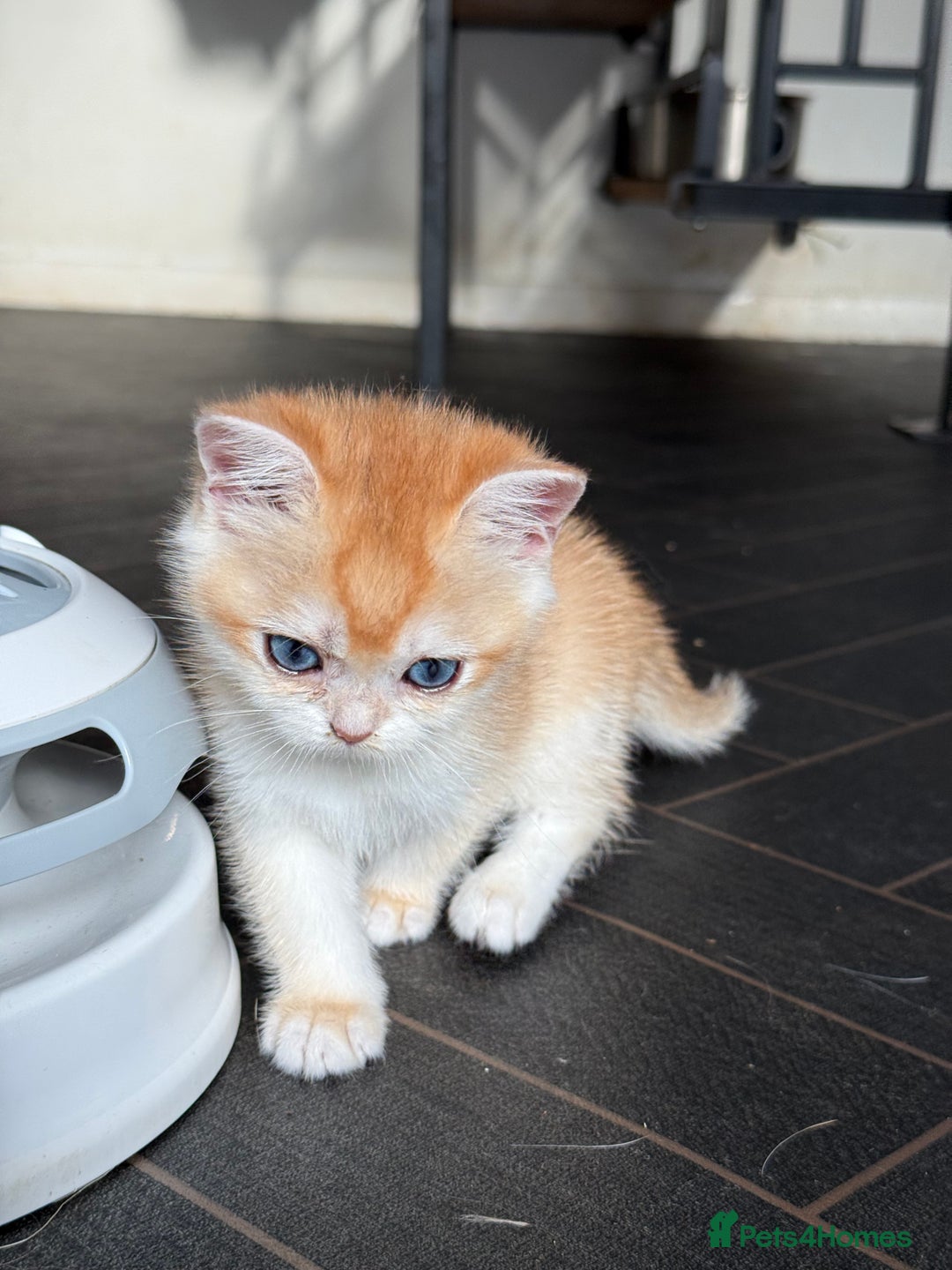 British Shorthair cats for sale: GCCF reg BSH & BLH Chocolate &Black Golden Kittens - Advert 5