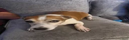 Jack Russell dogs for sale: Jack russell - Advert 10