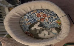 British Shorthair cats for sale: Pure British Shorthair Kitten - Image 2