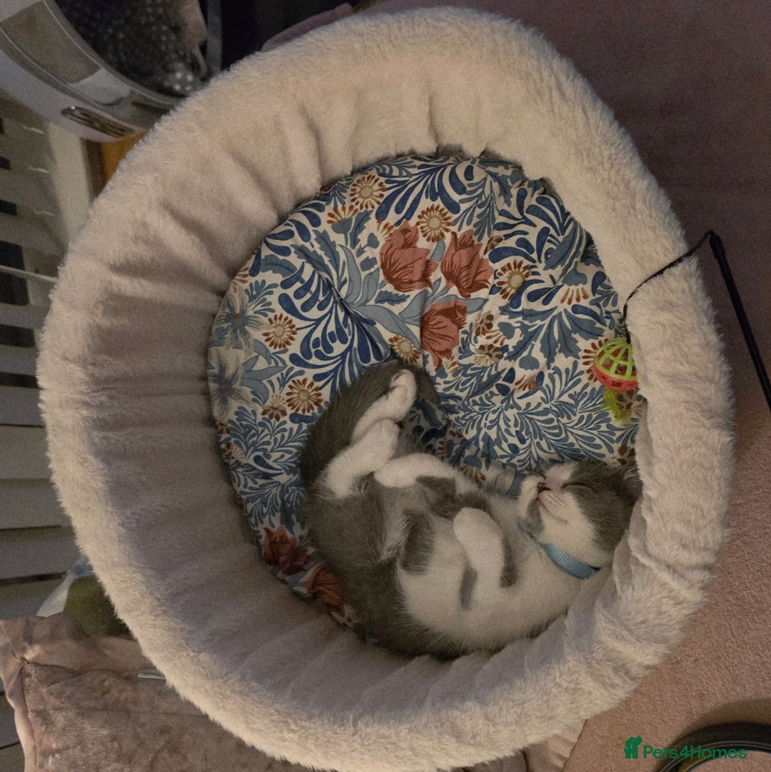 British Shorthair cats for sale: Pure British Shorthair Kitten - Image 2