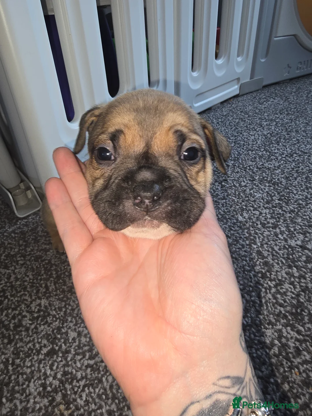 American Bully dogs for sale: Pocket bully puppies - Advert 9