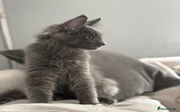 Maine Coon cats for sale: Maine Coon Kitten (Last of Litter Available Now) - Image 7