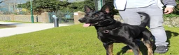 German Shepherd dogs for sale: EXCELLENT SHEPHERD PUPPIES  - Advert 6