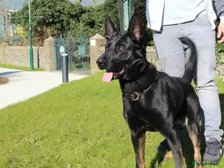 German Shepherd dogs German Shepard Puppies Ready Now - Advert 1