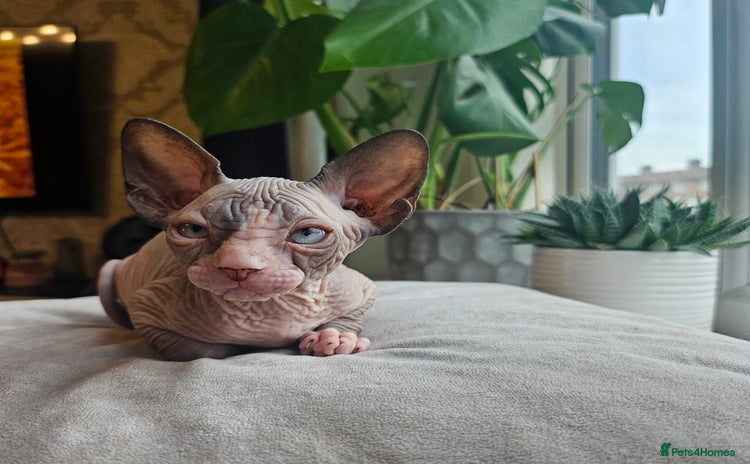 Sphynx cats - Advert 9
