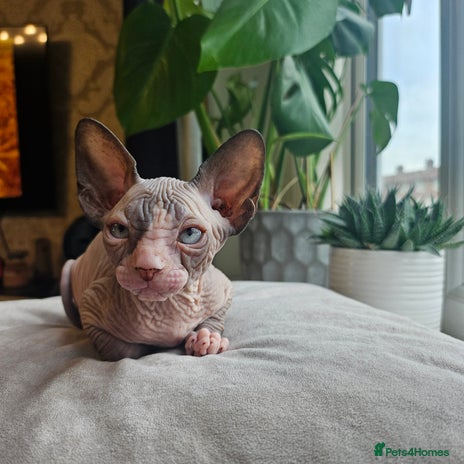 Sphynx cats - Advert 9