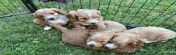Cockapoo dogs for sale: Beautiful cockapoos - Advert 13