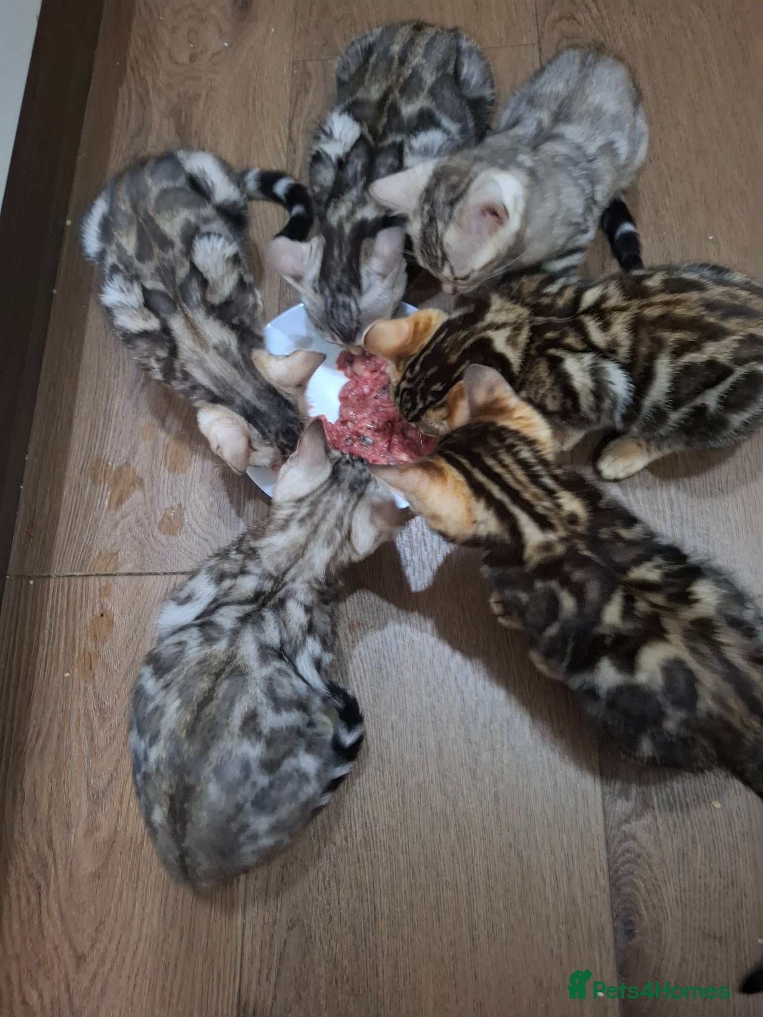 Bengal cats Outstanding Bengal Kittens – 5★ Licensed Cattery - Advert 1