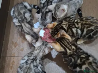 Bengal cats for sale: Outstanding Bengal Kittens – 5★ Licensed Cattery - Advert 1