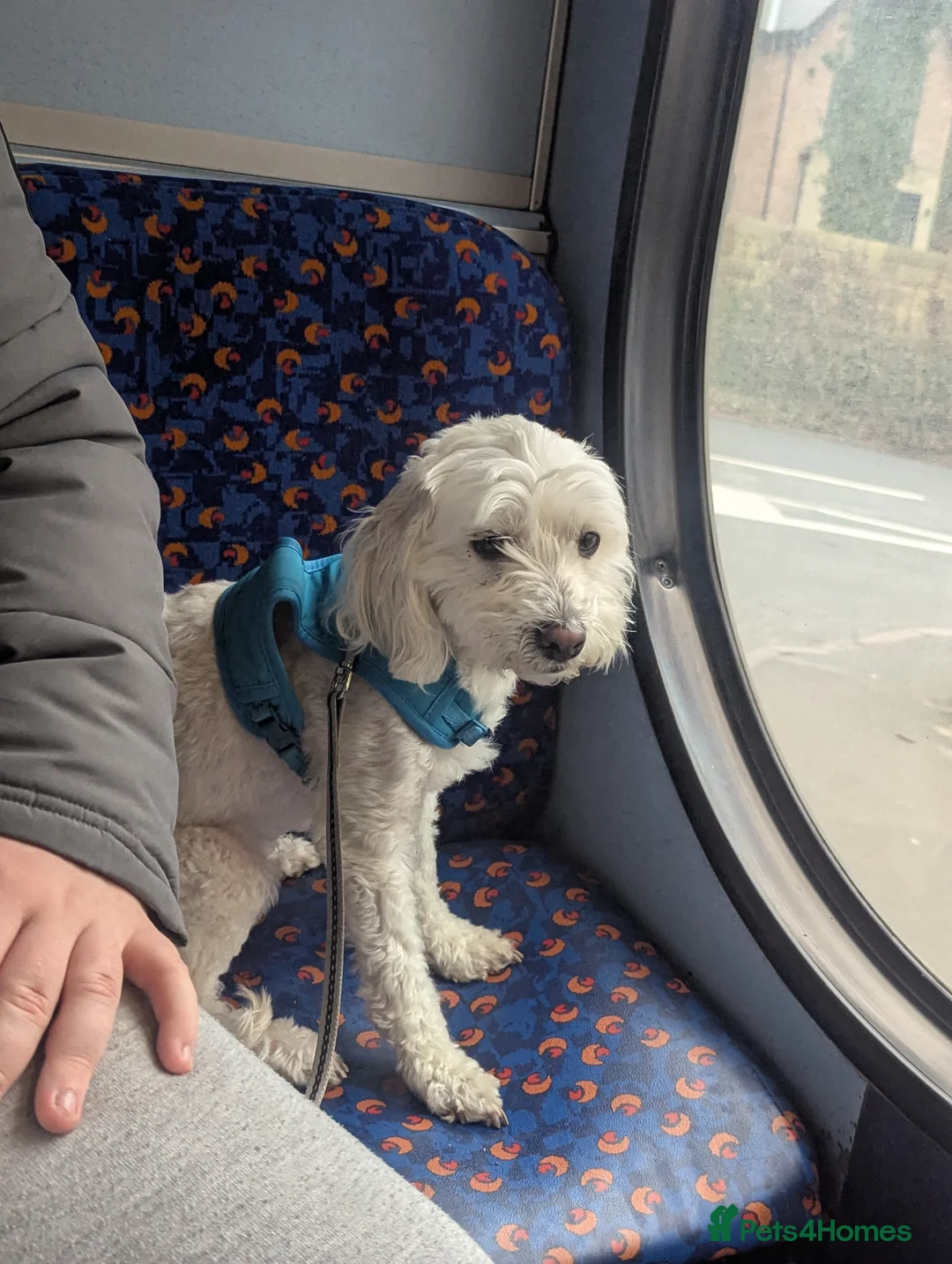 Maltipoo dogs for sale: Buddy male maltipoo  - Advert 3