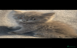 British Shorthair cats for sale: British shorthair kittens - Image 5
