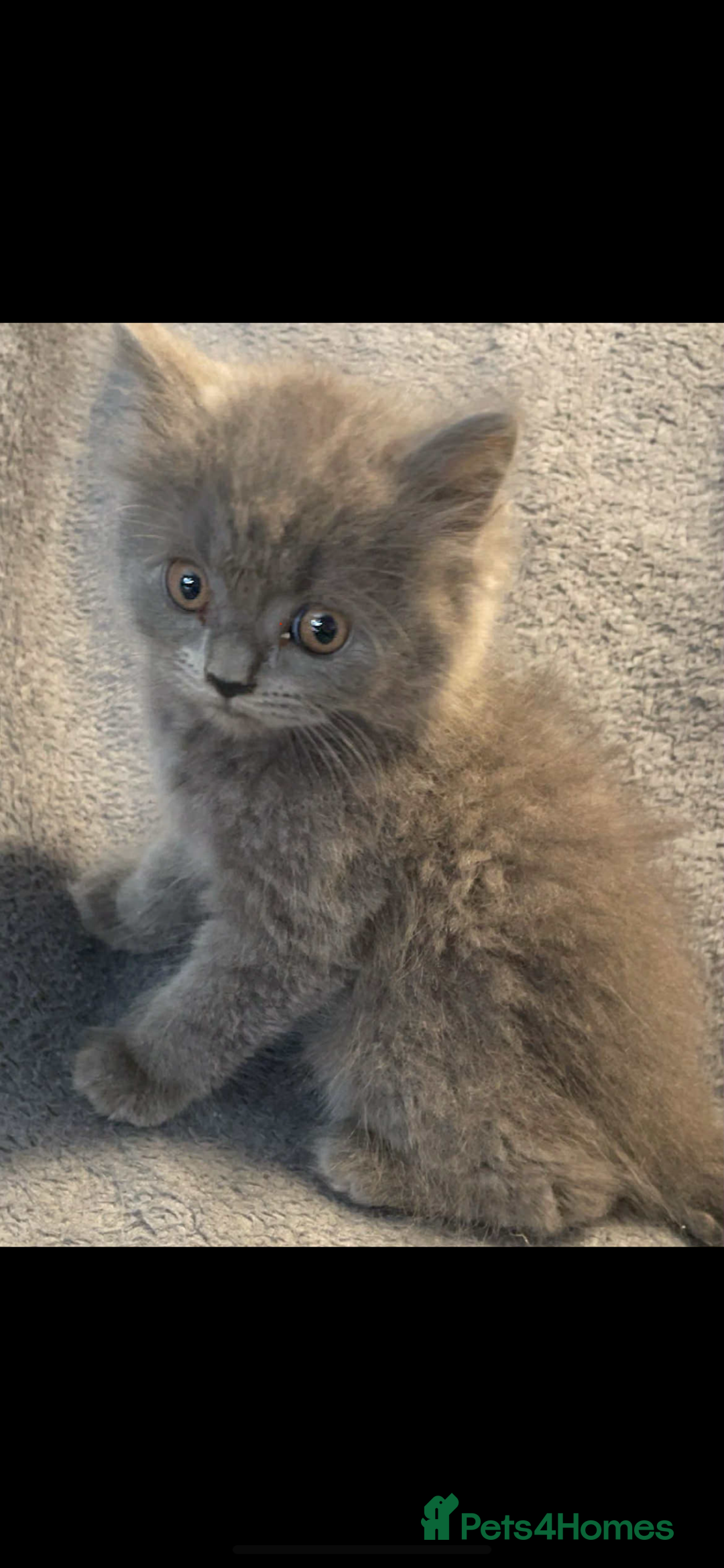 British Shorthair cats for sale: British shorthair kittens - Image 5