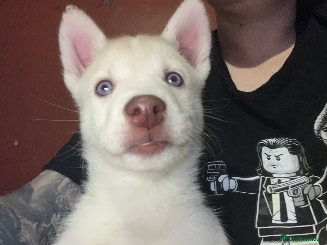 Siberian Husky dogs for sale: Beautiful Siberian Huskies- Last 4 Reduced!! - Image 13