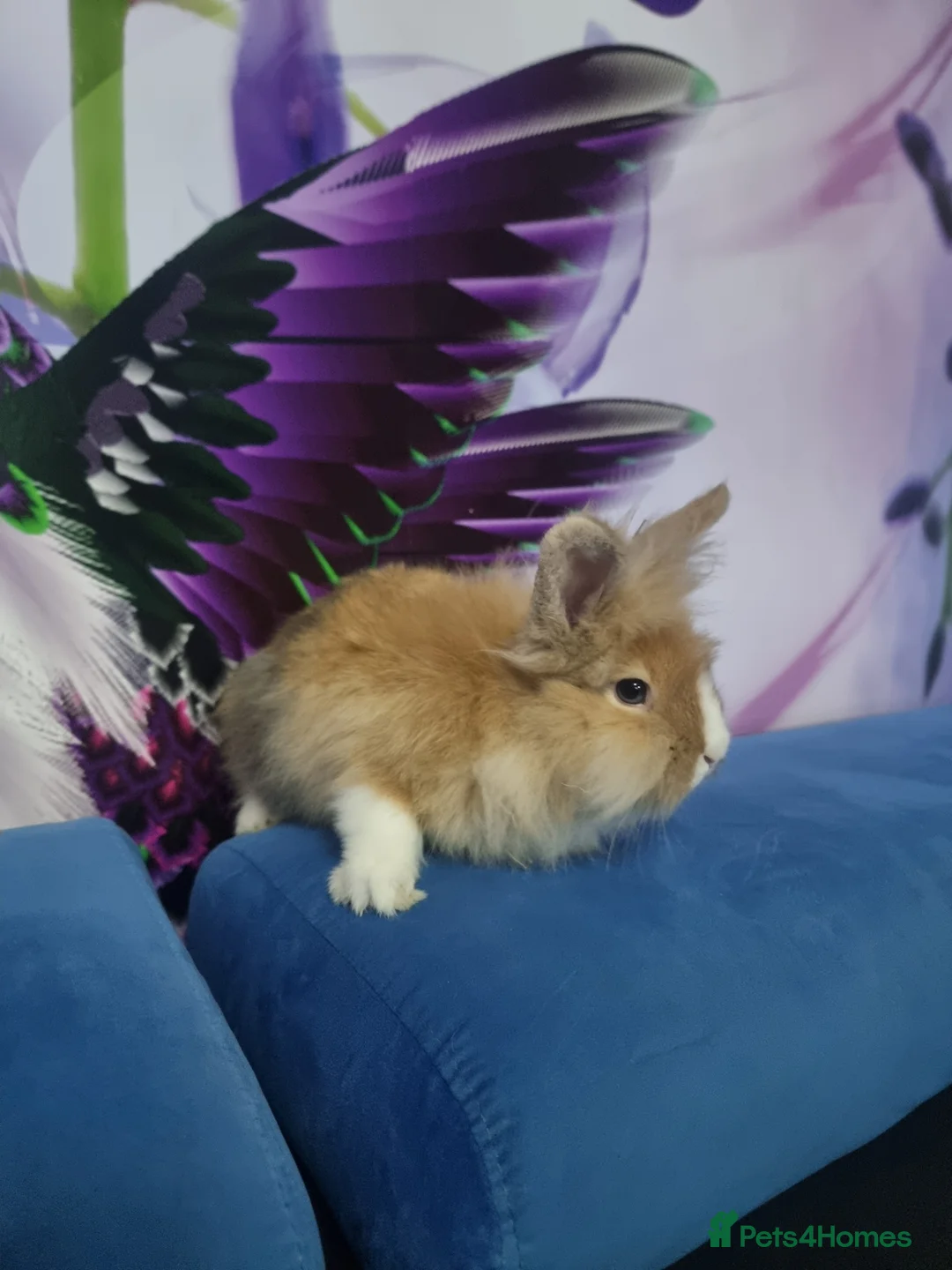 Lionhead rabbits for sale: Male lion head for sell with full the equipment - Advert 2