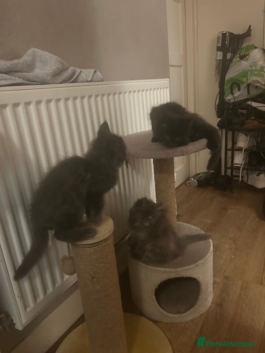 Maine Coon cats for sale: 5 beautiful maine coones  - Image 16