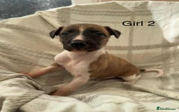 Whippet dogs for sale: Beautiful kc registered whippets - Image 3