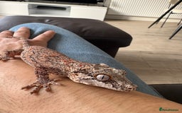 Gecko reptiles for sale: Steve looking for a new home  - Image 2