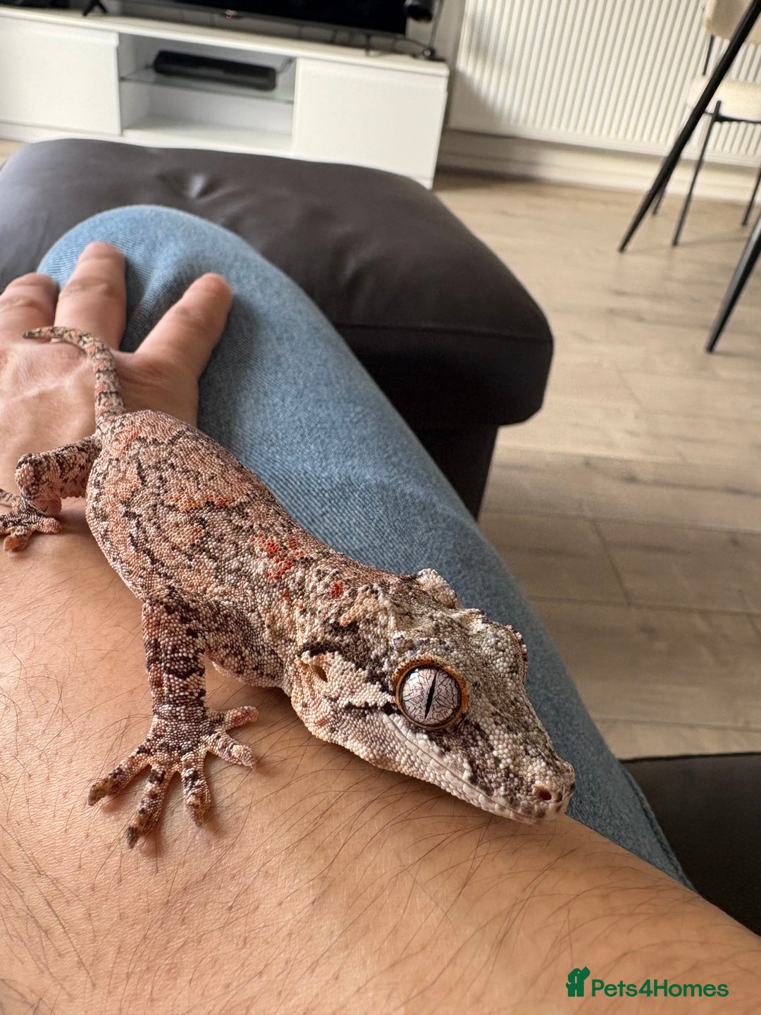 Gecko reptiles for sale: Steve looking for a new home  - Image 2