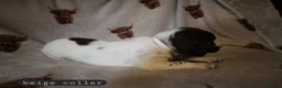 English Springer Spaniel dogs for sale: English Springer Spaniel Pups Working / House pets in Cleator Moor - Advert 6