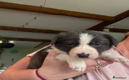 Border Collie dogs for sale: Border collie pups  - Image 4