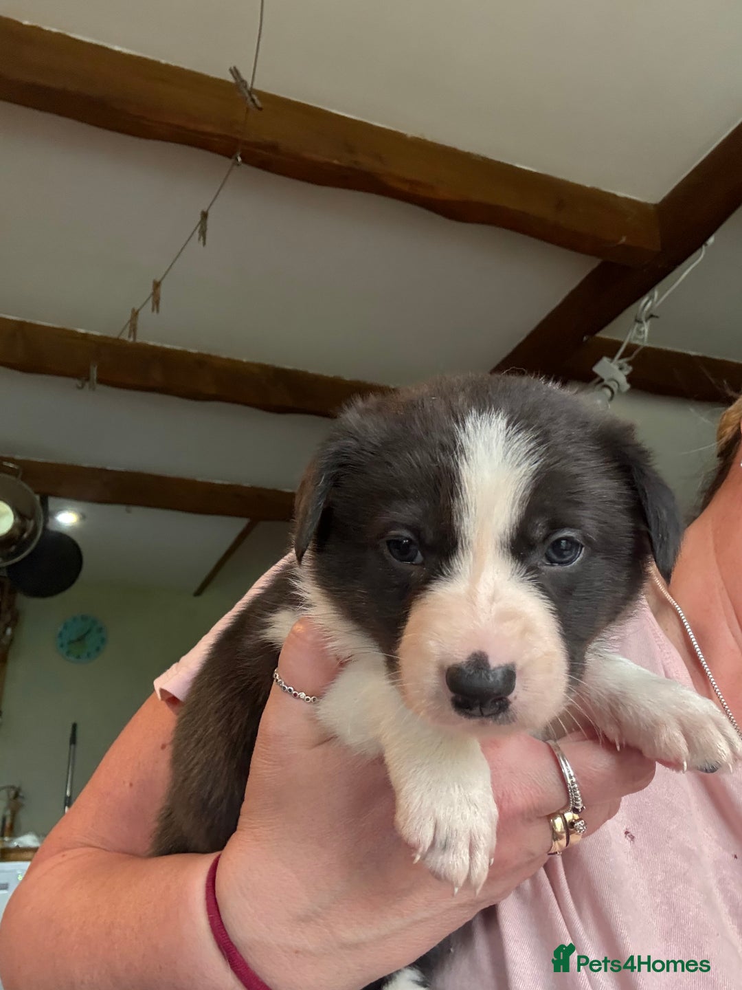Border Collie dogs for sale: Border collie pups  - Image 4