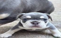French Bulldog dogs for sale: Blue/fawn french bulldog boys with blue eyes 🐾💙 - Image 8