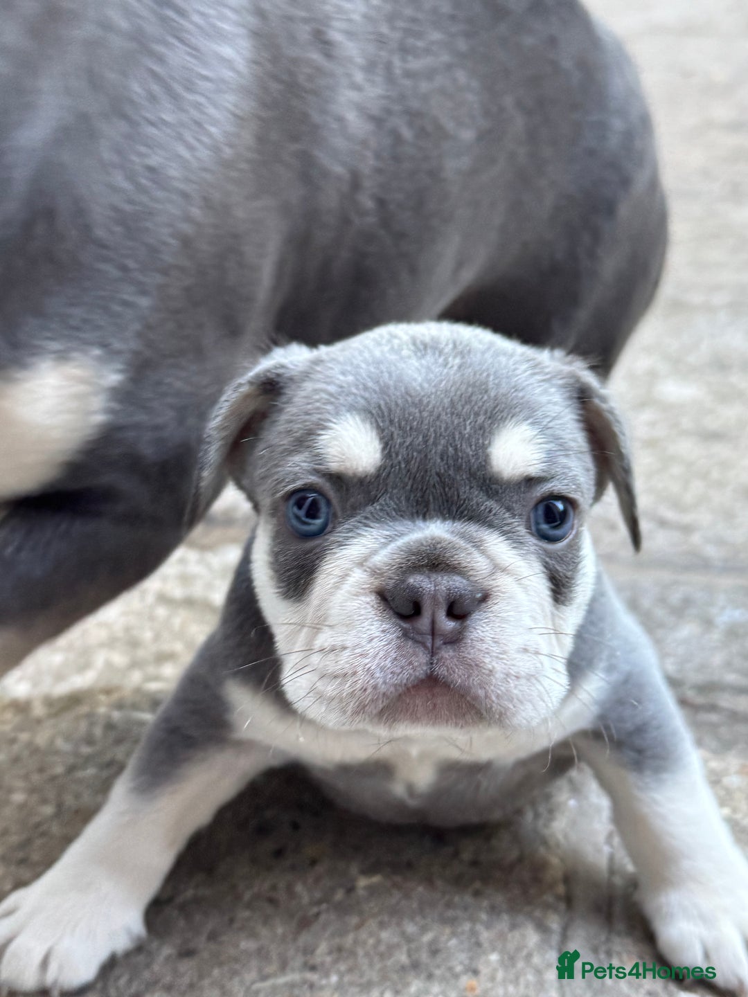 French Bulldog dogs for sale: Blue/fawn french bulldog boys with blue eyes 🐾💙 - Image 8