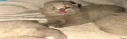British Shorthair cats for sale: British blue shorthair kittens 3 boys 2 girls in Llanelli - Advert 22