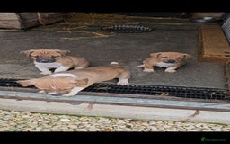 Plummer Terrier dogs for sale: Plummer terrier x - Image 7