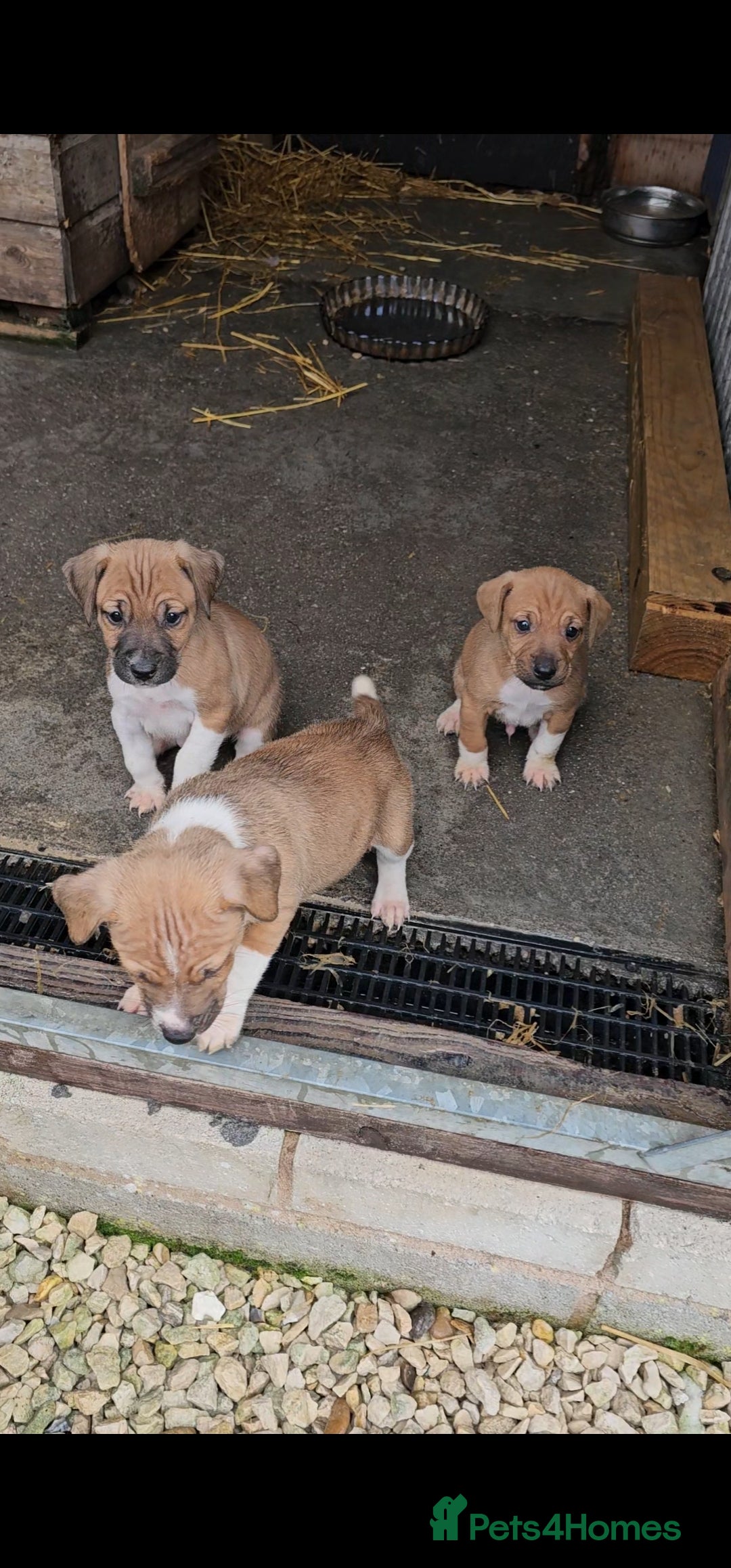 Plummer Terrier dogs for sale: Plummer terrier x - Image 7