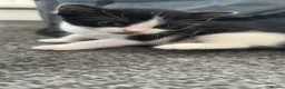 Domestic Shorthair cats for sale: BEAUTIFUL BLACK & White Tuxedo Kittens  in Ilford - Advert 2