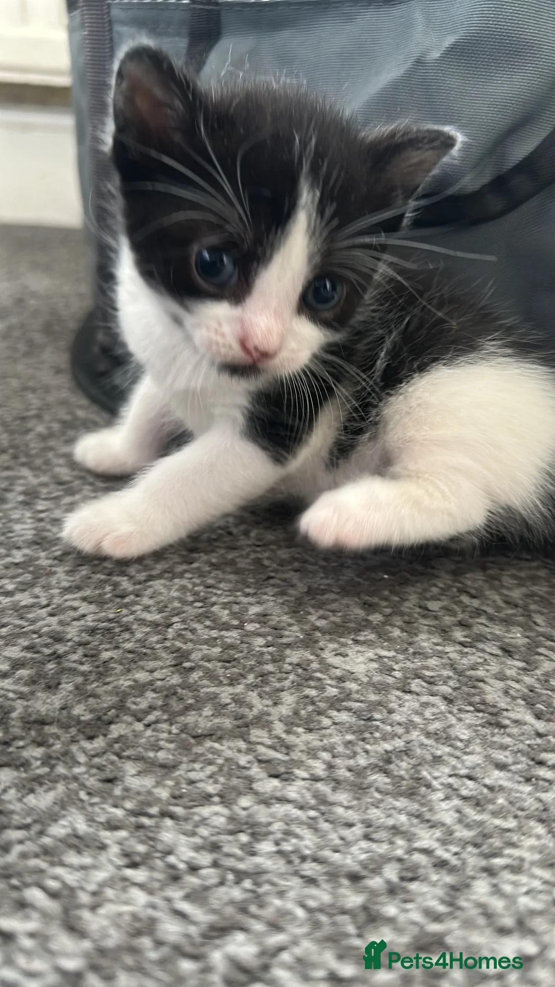 Domestic Shorthair cats for sale: BEAUTIFUL BLACK & White Tuxedo Kittens  in Ilford - Advert 2