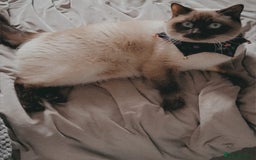 British Shorthair cats for sale: British short hair colour point - Image 7