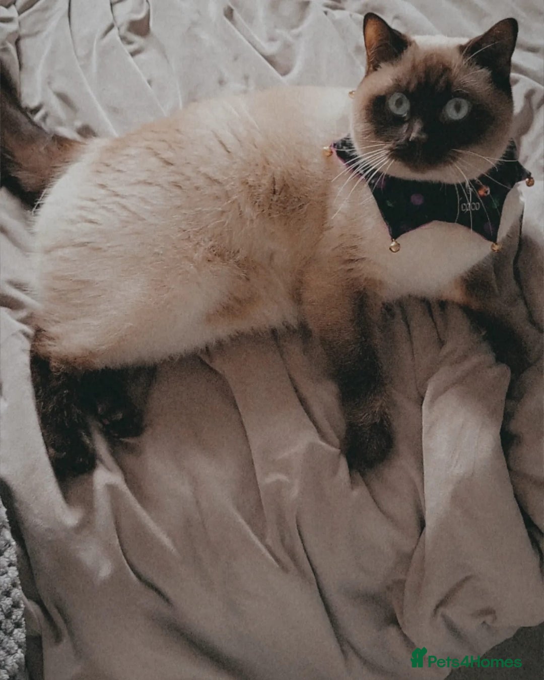 British Shorthair cats for sale: British short hair colour point - Image 7