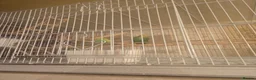 Budgerigars birds for sale: Budgie pair - Advert 2