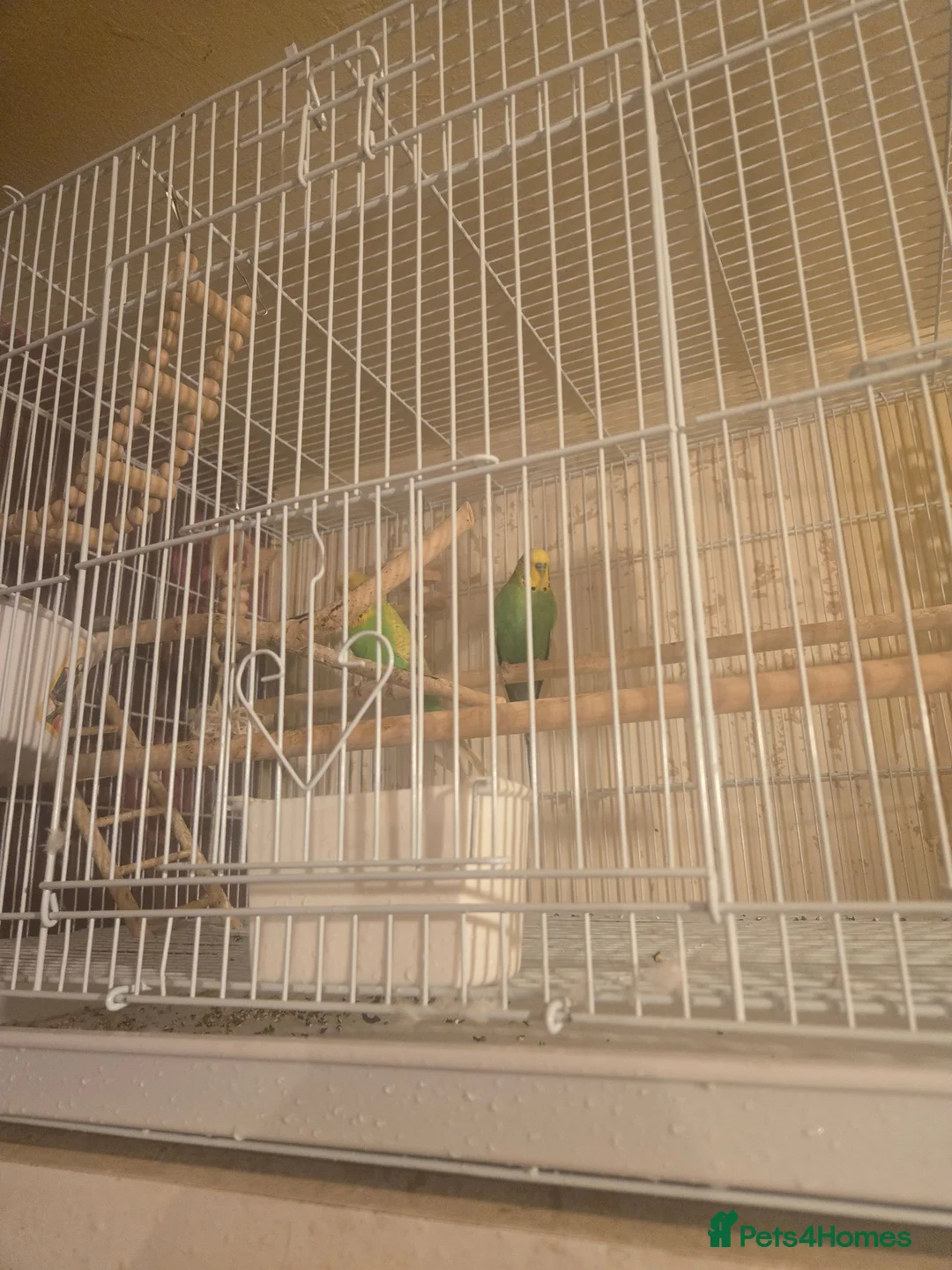 Budgerigars birds for sale: Budgie pair - Advert 2